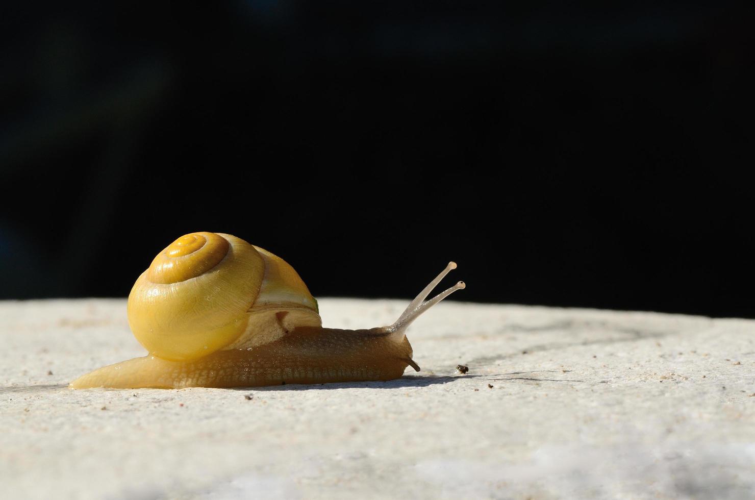 gelbe schnecke auf schwarz foto