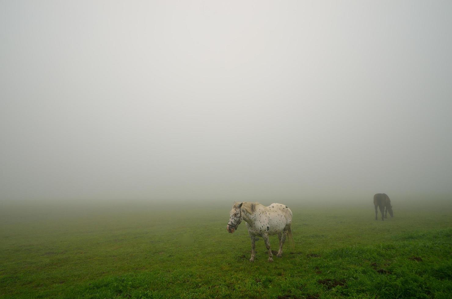 Zwei Pferde auf der Weide im Nebel foto