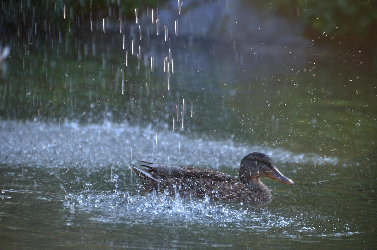 Ente mit Tropfen foto