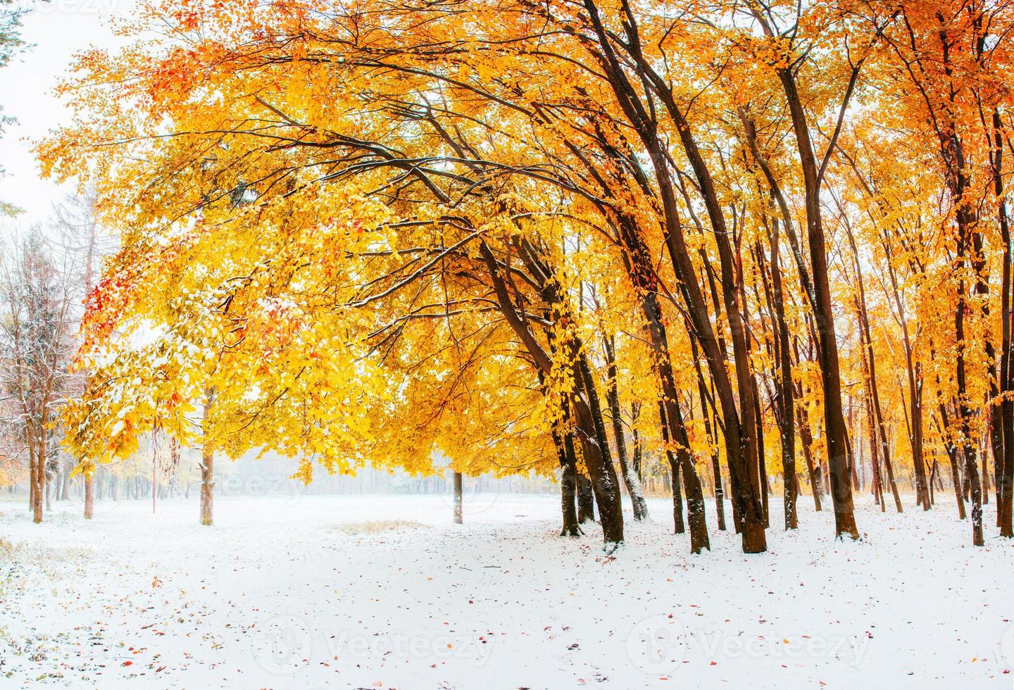 In den frühen Wintertagen bricht Sonnenlicht durch die Herbstblätter der Bäume foto