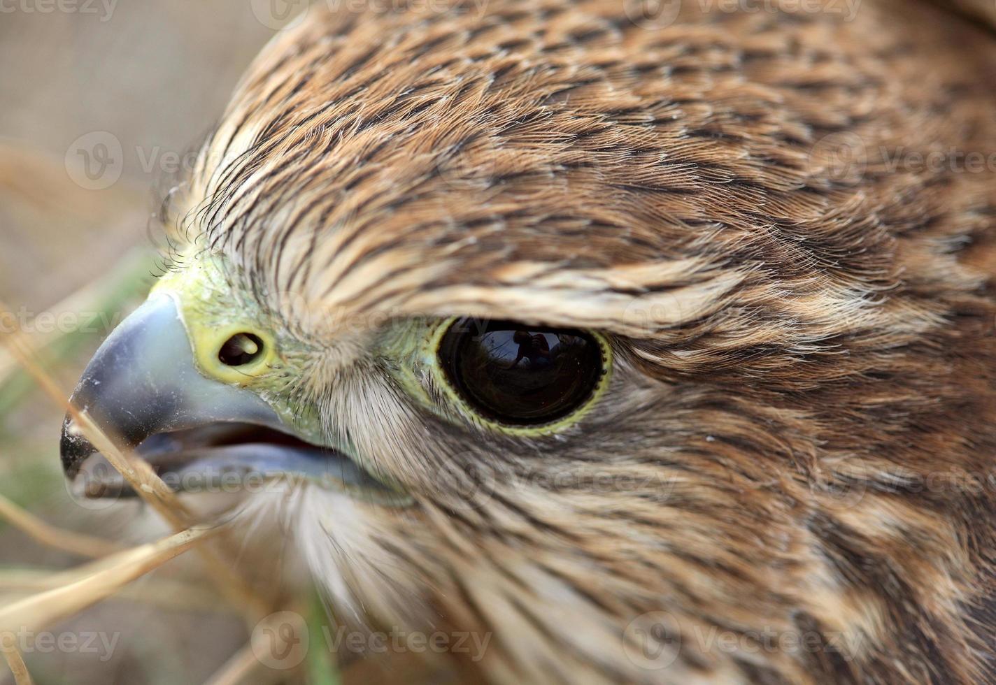 Nahaufnahme des jungen Merlin im malerischen Saskatchewan foto