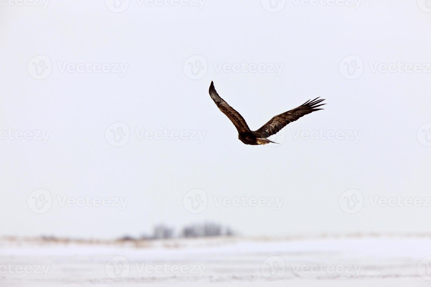 Steinadler im Flug Kanada foto