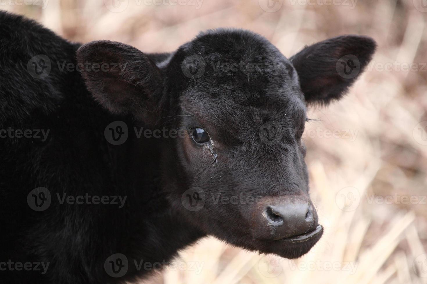 aberdeen angus kalb im frühjahr foto