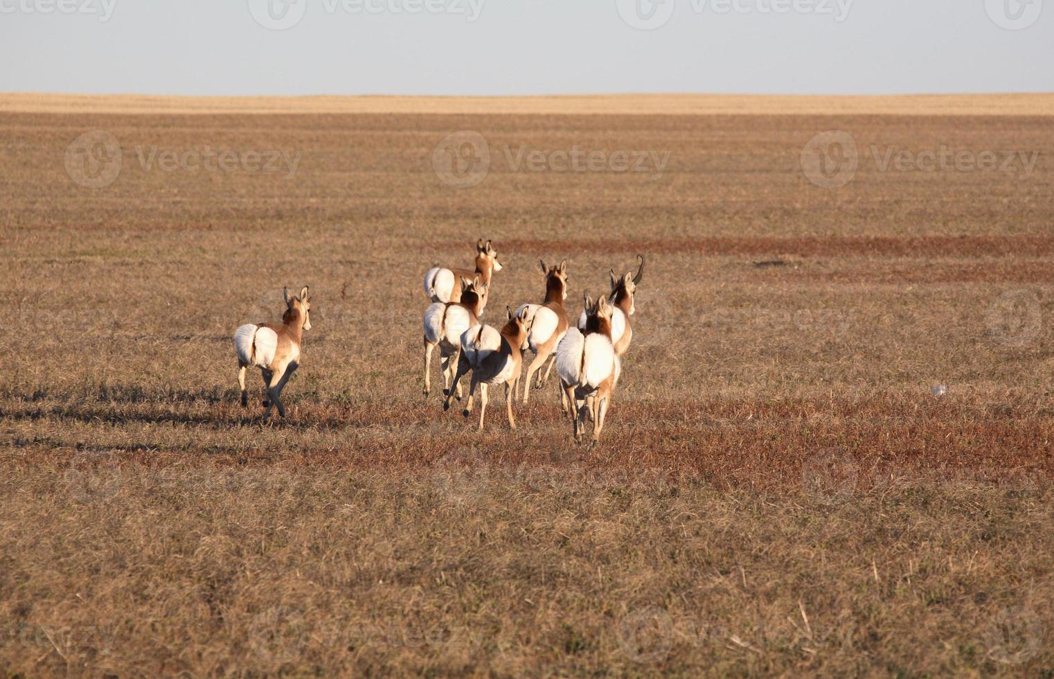 Weibliche Gabelbock-Antilopen laufen foto