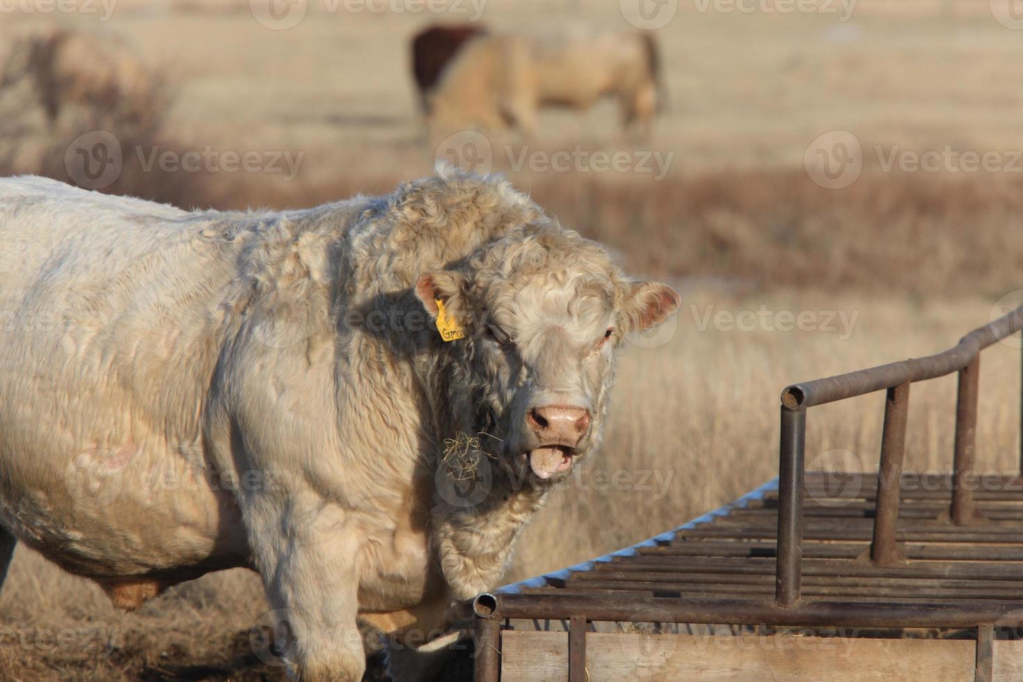 weiße Bullenkuh am Futterautomaten foto