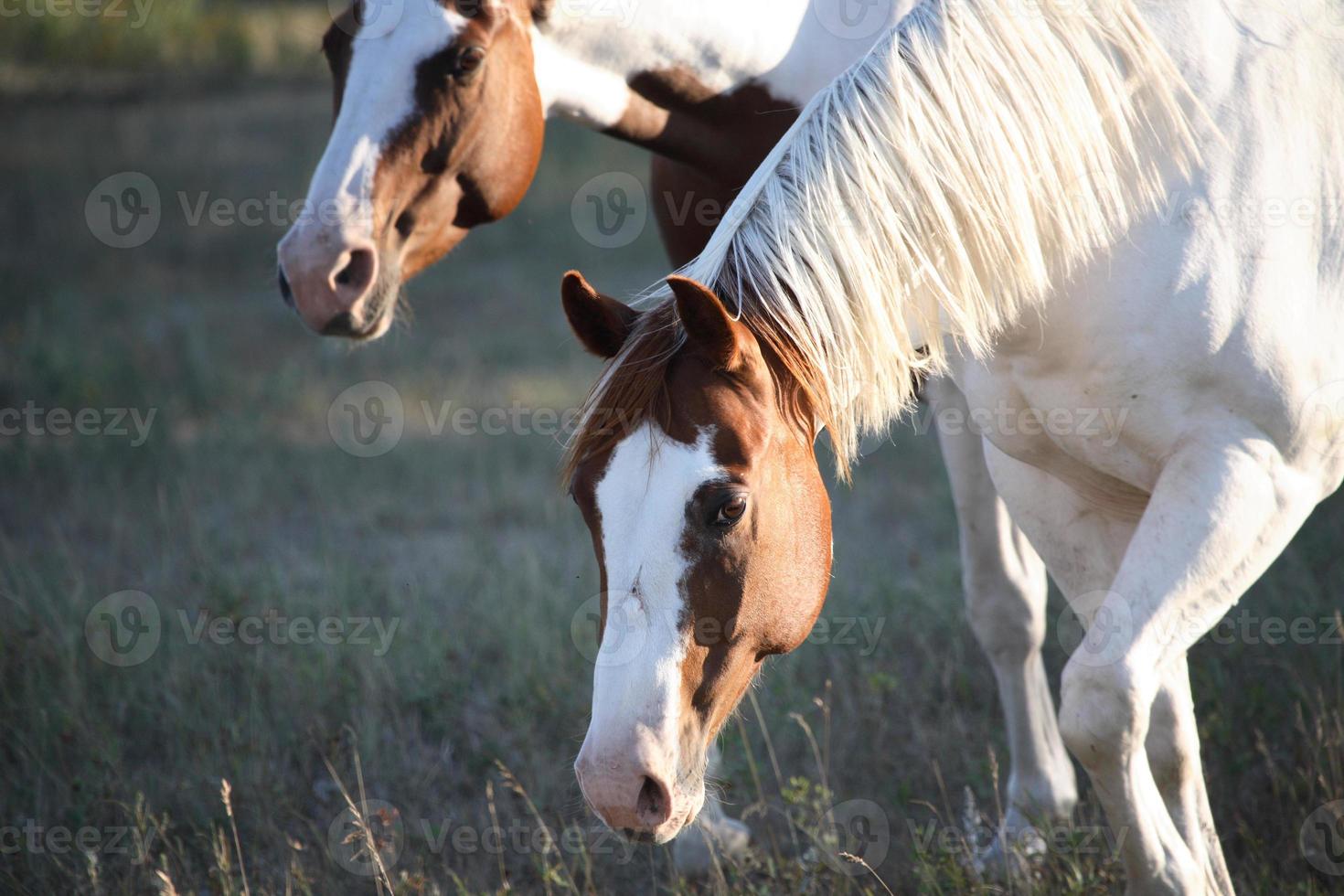Pferde grasen im malerischen Saskatchewan foto