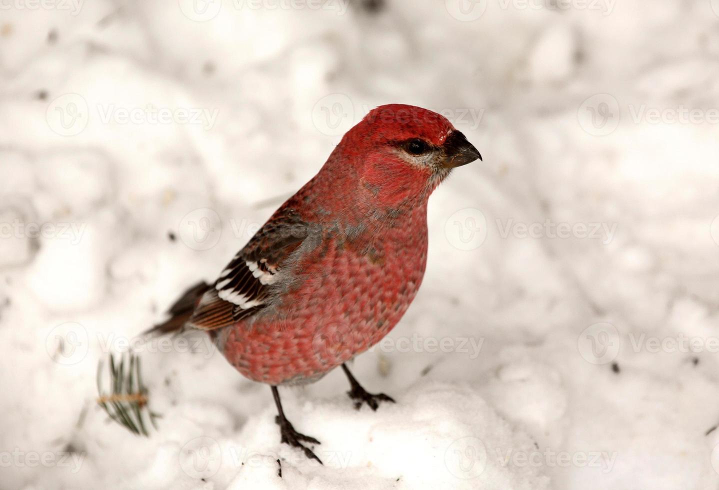 roter Kreuzschnabel auf schneebedecktem Boden foto