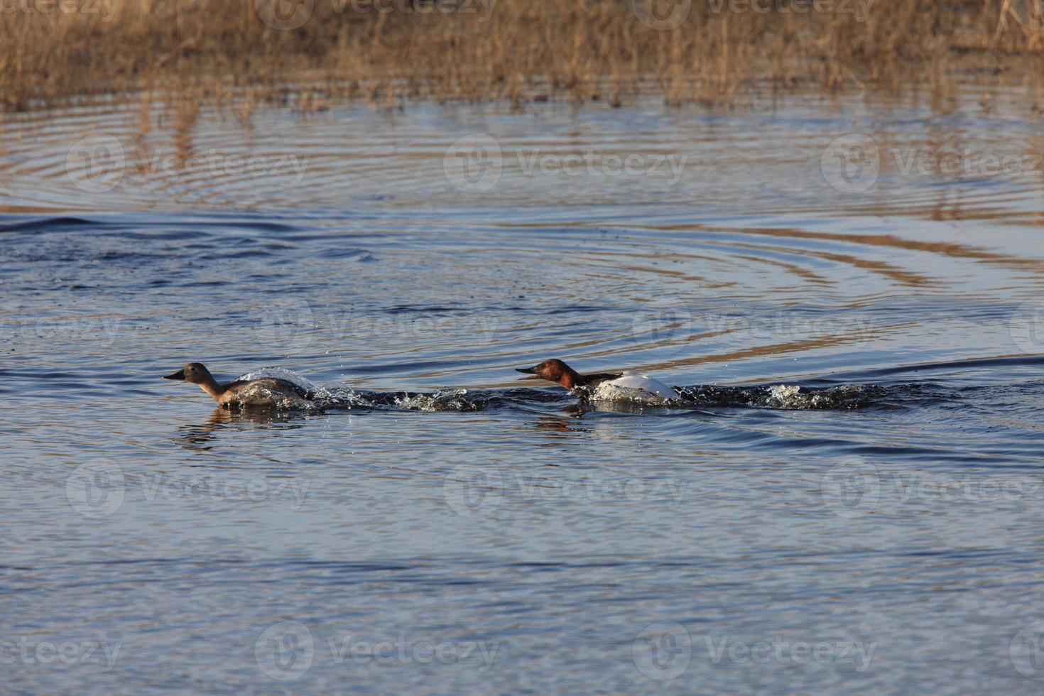 Enten mit Segeltuchrücken schwimmen Kanada foto