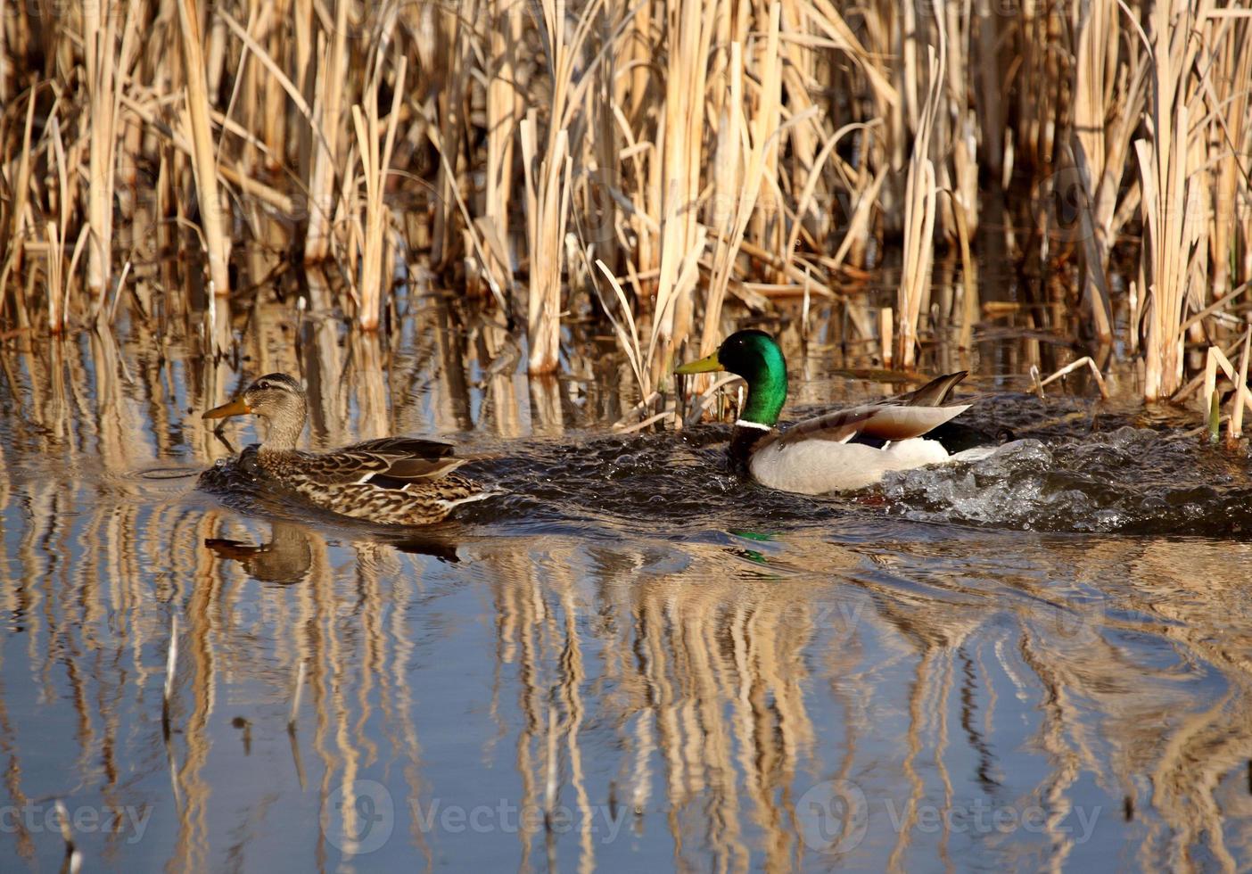 Paar Stockenten im Teich am Straßenrand foto