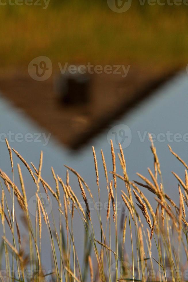 Samen der Graspflanze foto