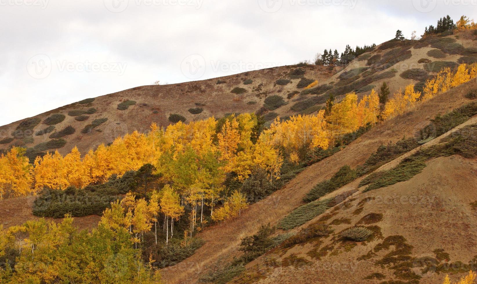 Herbstfarbene Bäume am Hang in Britisch-Kolumbien foto