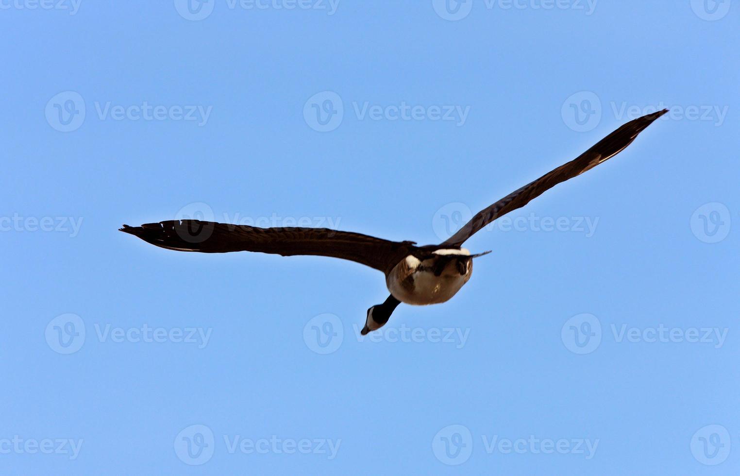 Kanadagans im Flug foto