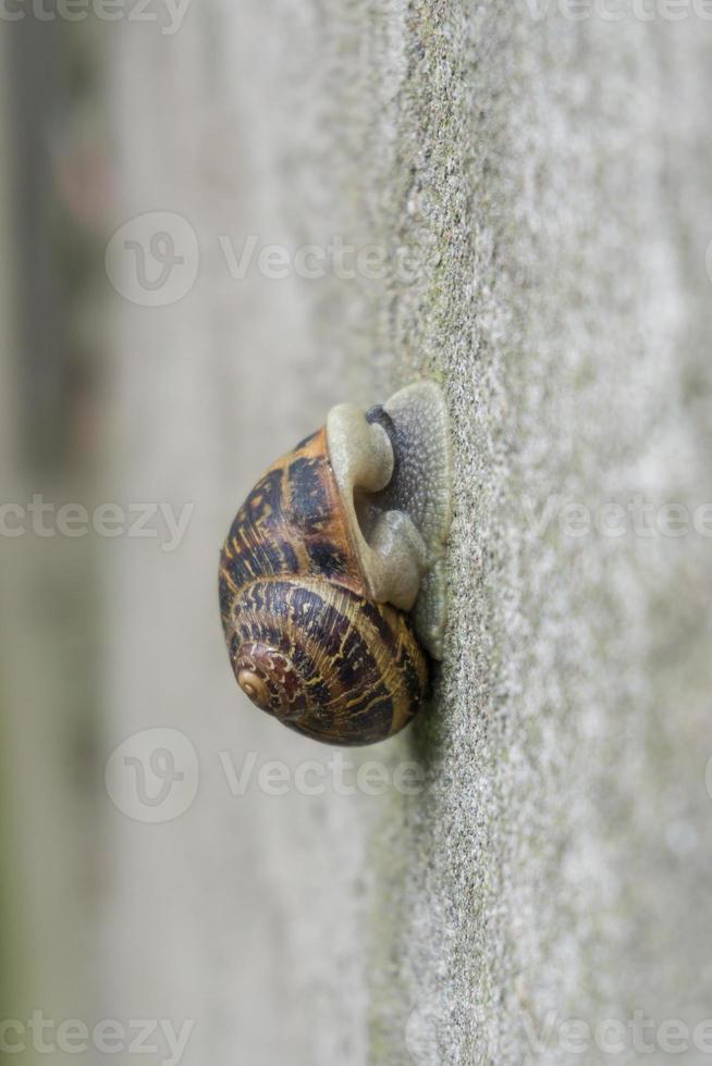 Schnecke in einer Wand, extreme Nahaufnahme foto