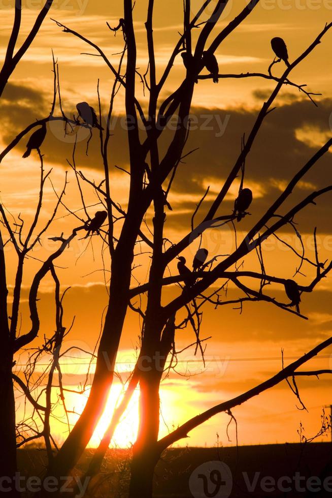 Kormorane im Baum bei Sonnenuntergang foto