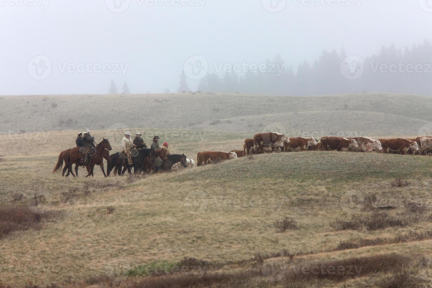 Viehzucht zu Pferd in den Nebelzyprischen Hügeln Kanada foto