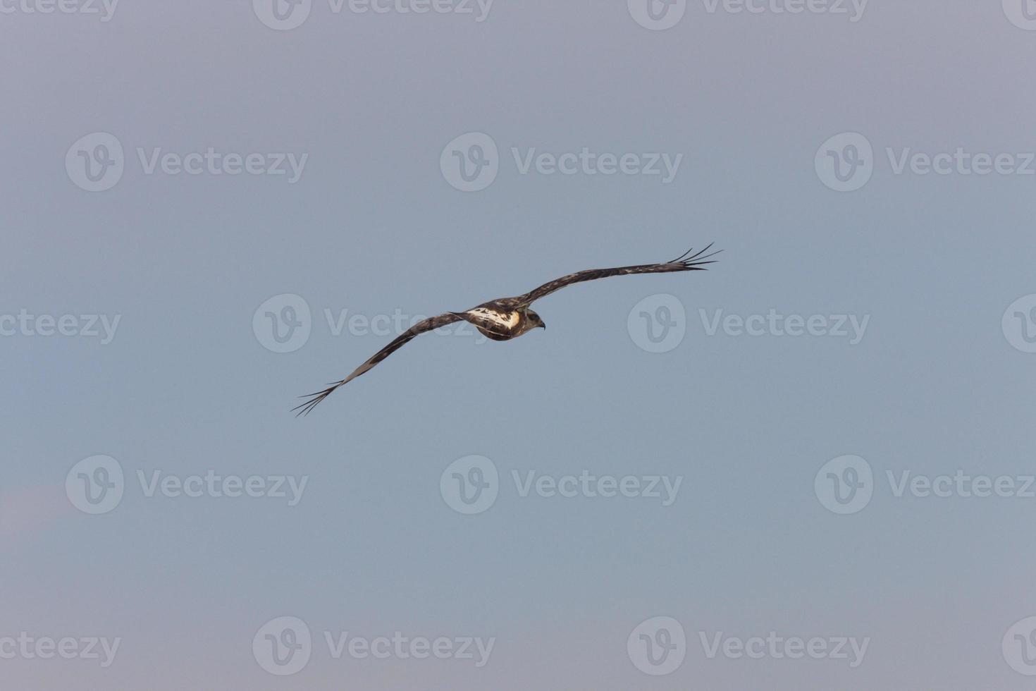 Rauhbeiniger Falke im Flug foto