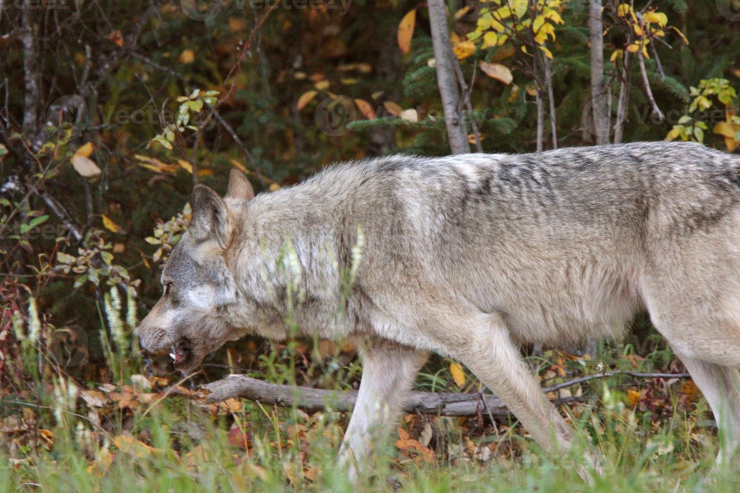 grauer Wolf am Waldrand in British Columbia foto