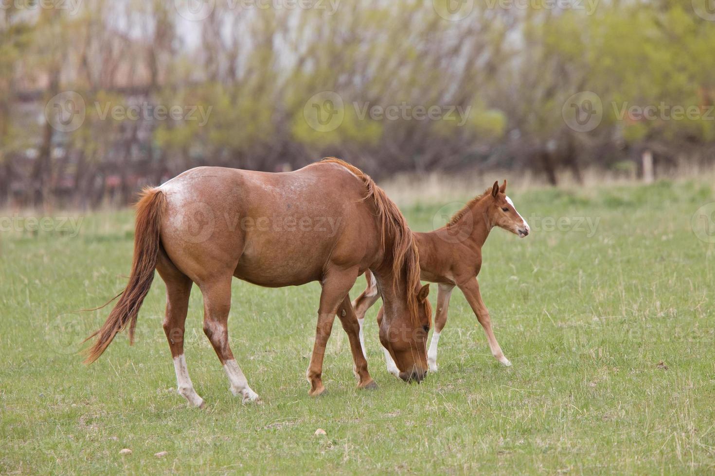 Pferd und Hengst auf der Weide, Saskatchewan, Kanada foto