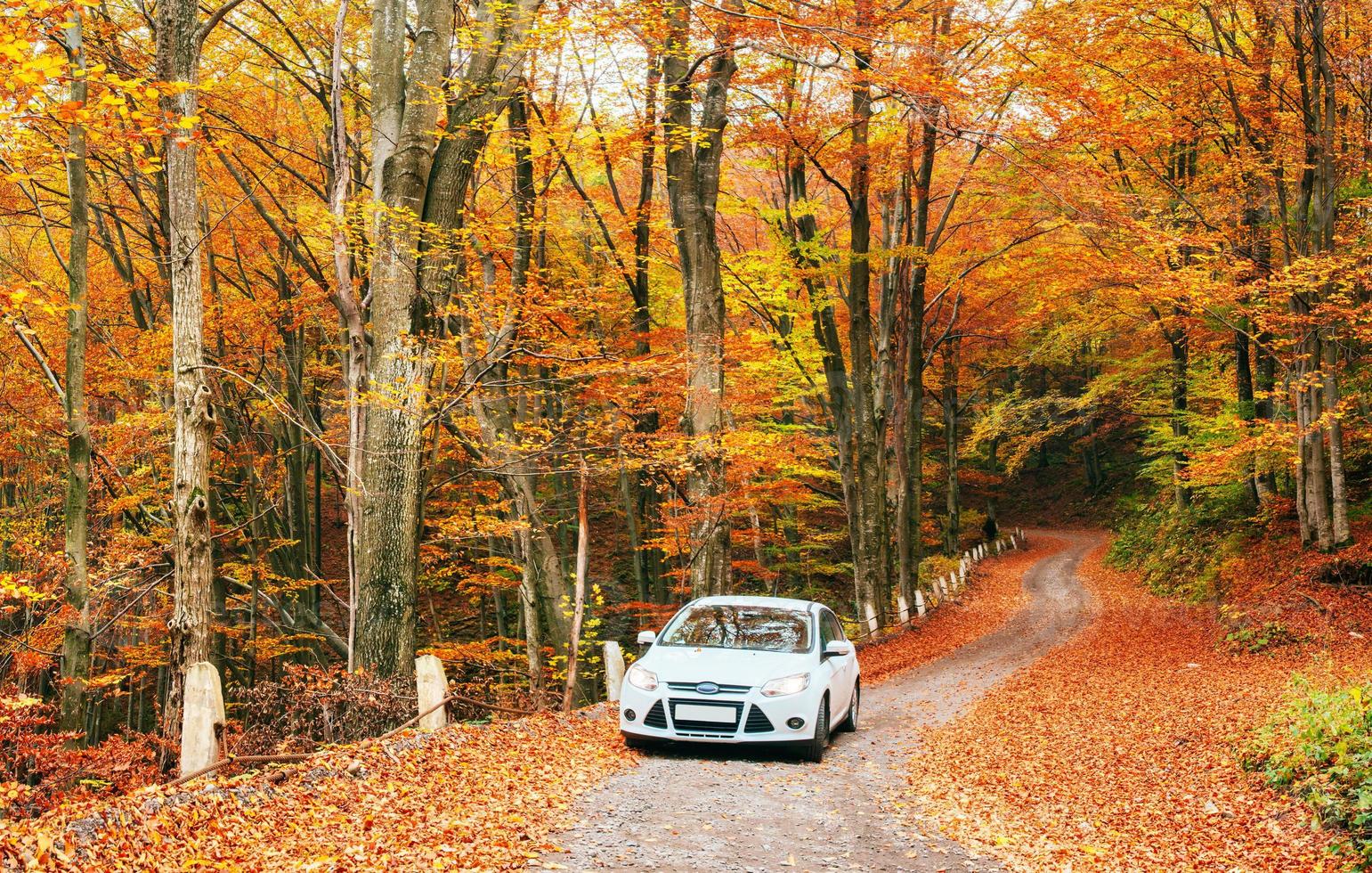 weißes Auto auf einem Waldweg. Goldener Herbst foto