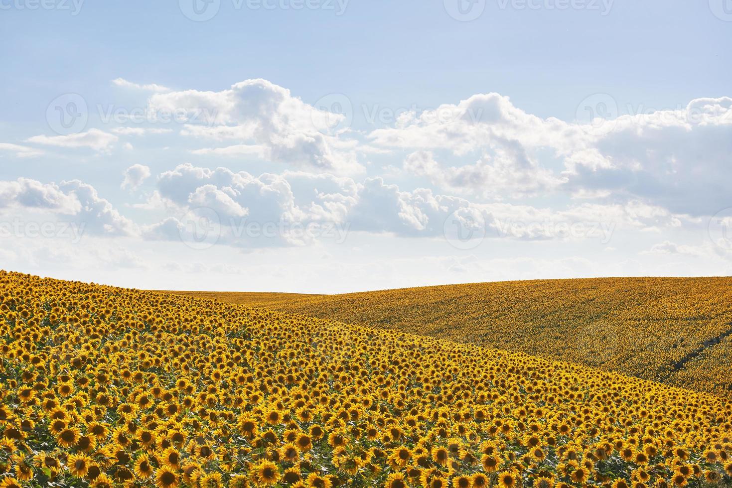 Sonnenblumenfeld mit bewölktem Himmel foto