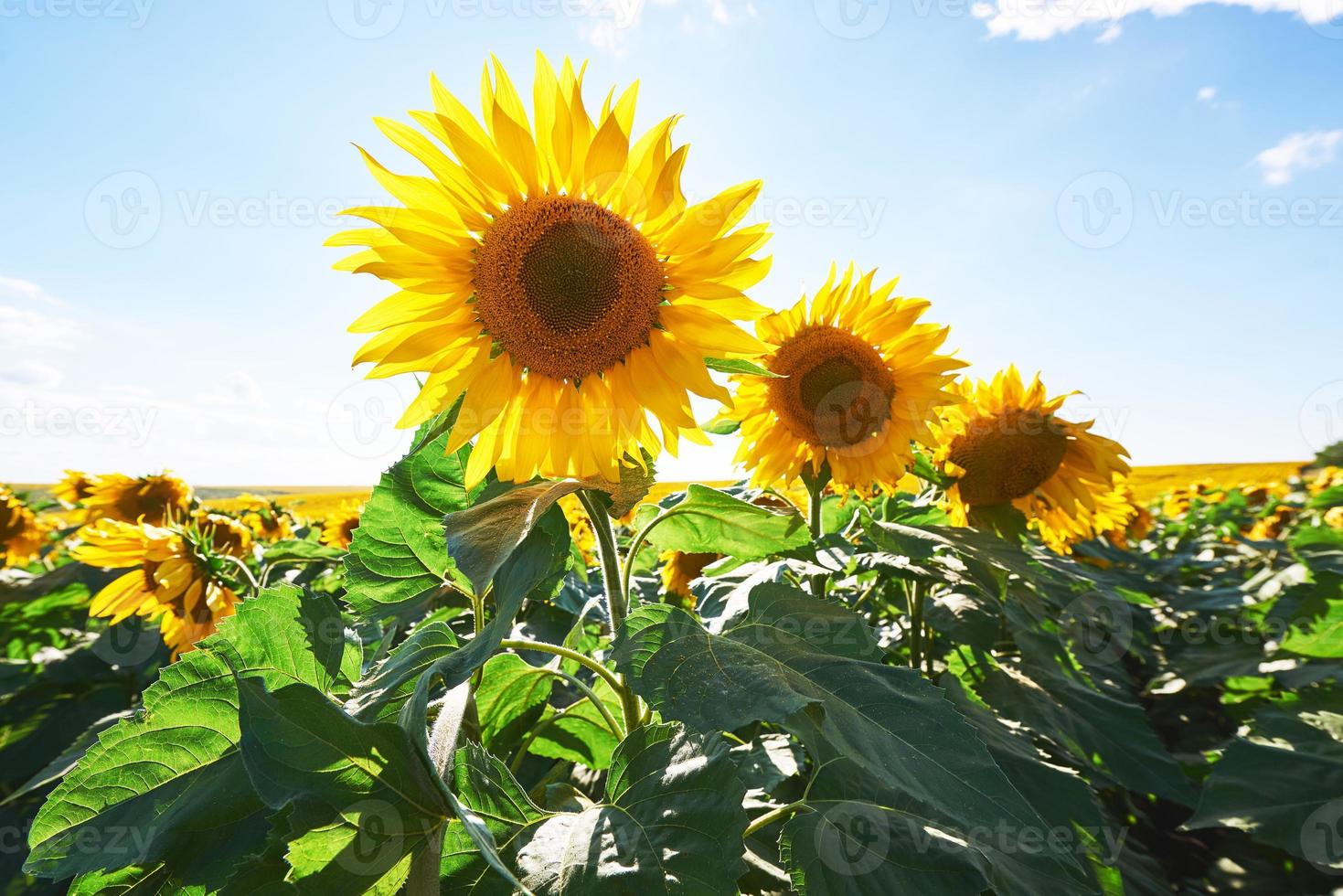 Sonnenblumenfeld mit bewölktem Himmel foto