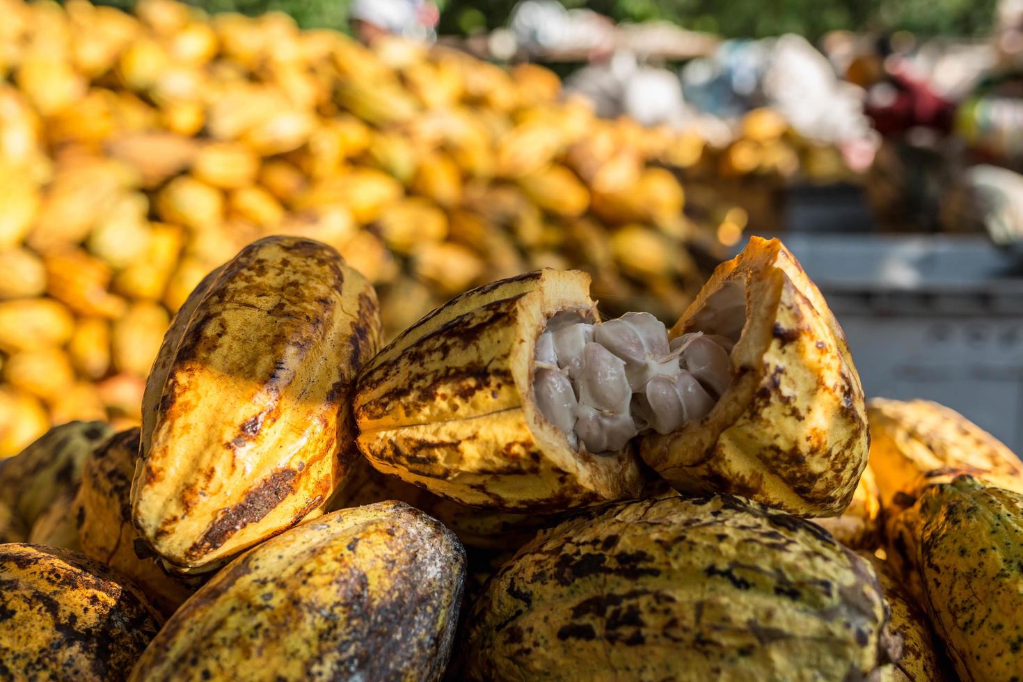 frische Kakaofrucht in der Kakaofabrik foto
