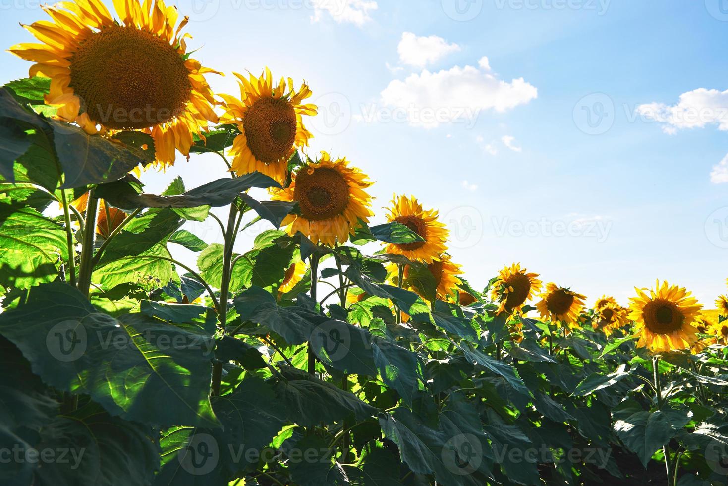 Sonnenblumenfeld mit bewölktem Himmel foto
