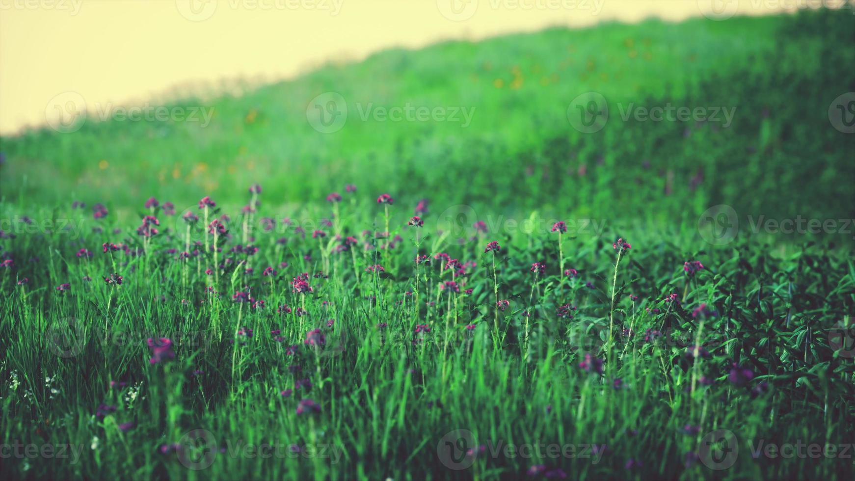 grüne Wiese unter blauem Himmel foto