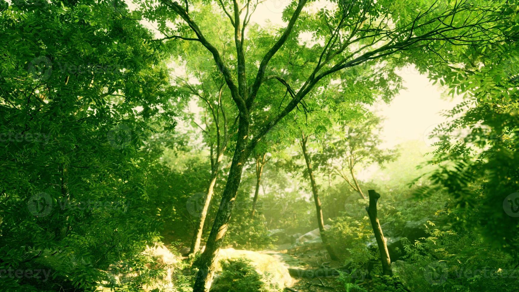 schöne grüne Waldlichtung im Licht der Sonne foto