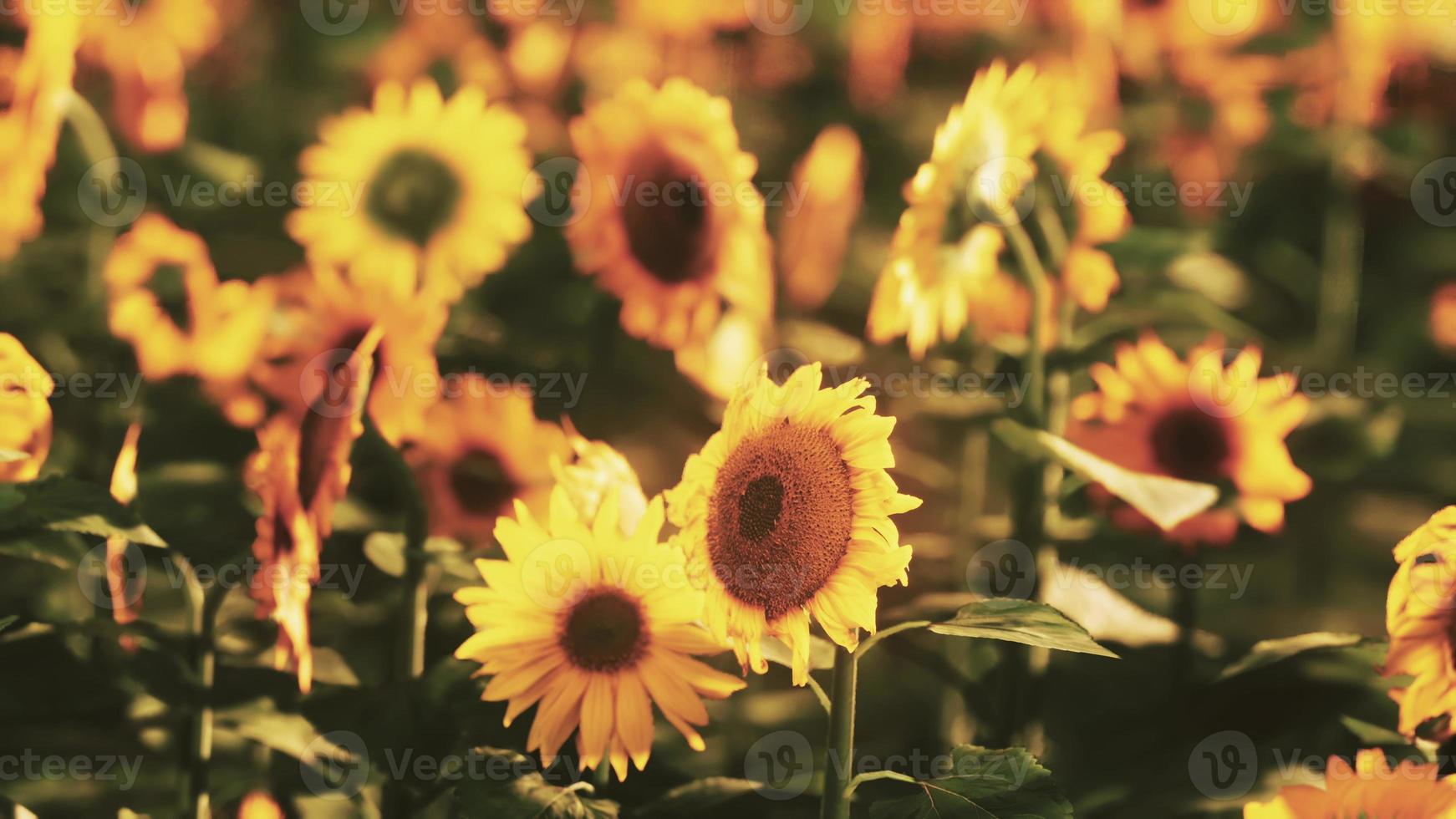 Feld der blühenden Sonnenblumen auf einem Hintergrundsonnenuntergang foto