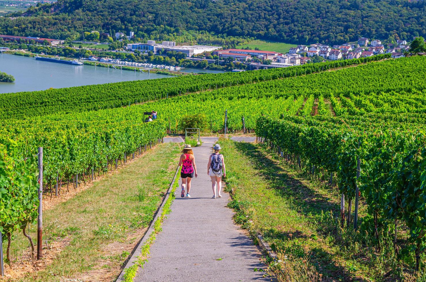 rüdesheim am rhein, deutschland, 24. august 2019 touristen, die die pfadstraße in weinbergen hinuntergehen, grüne felder rheinschlucht flusstal hügel foto