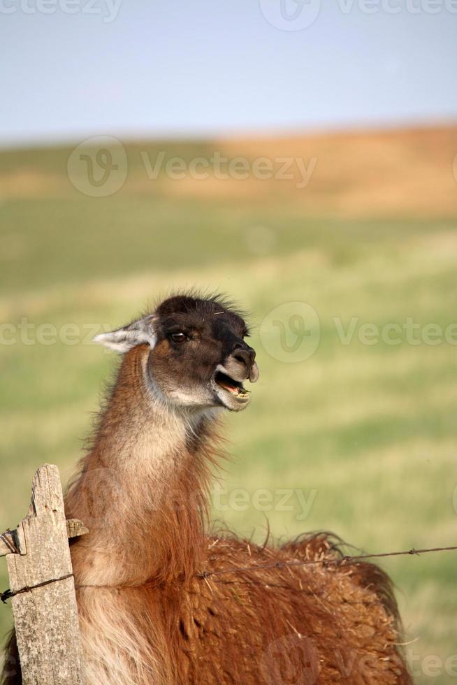 Wütendes Lama auf der Frühlingsweide in Saskatchewan, Kanada foto