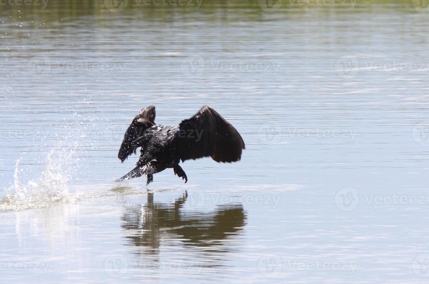 Kormoran, der aus dem Wasser fliegt foto