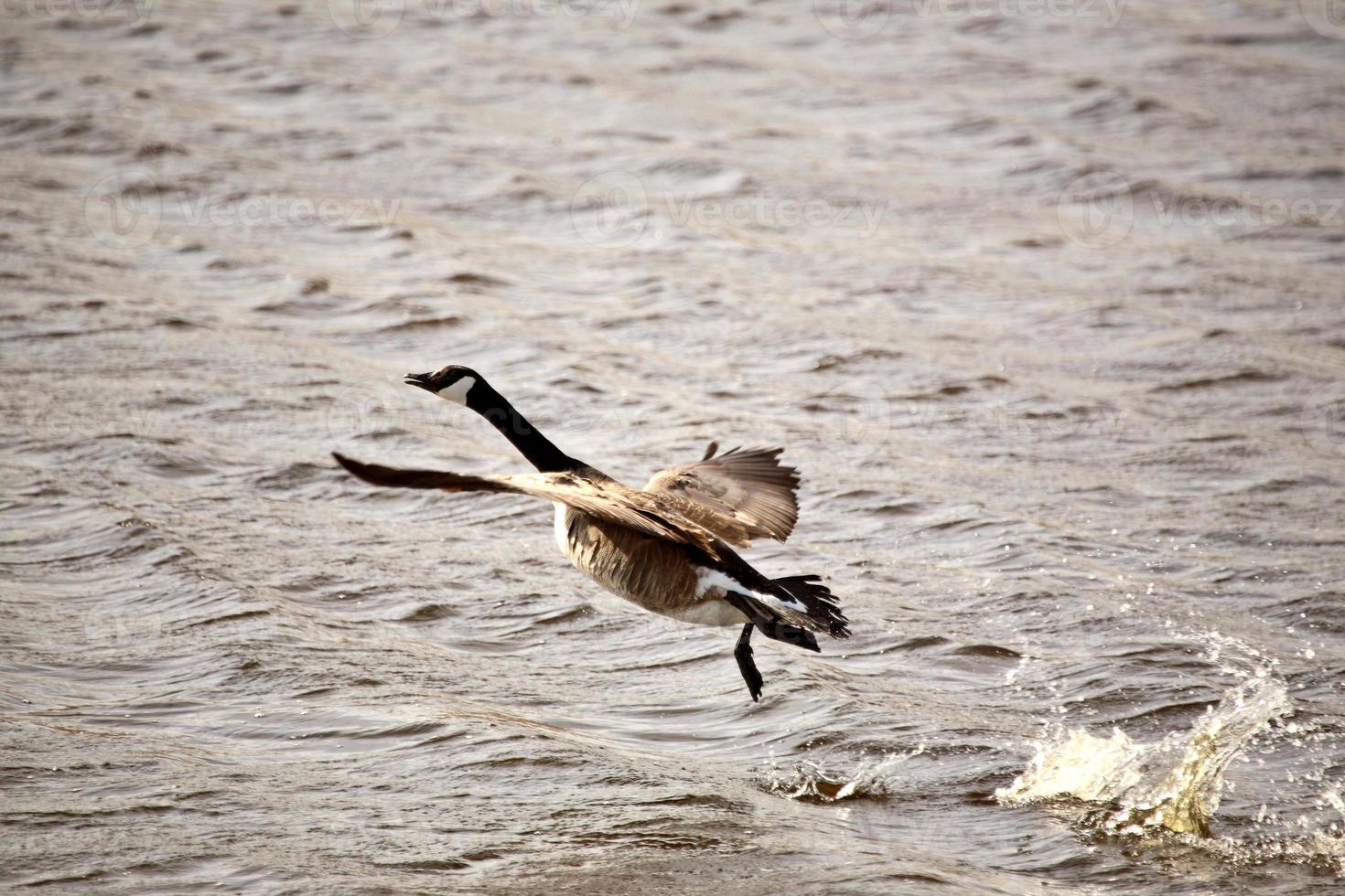 Kanadagans auf der Flucht aus Slough foto