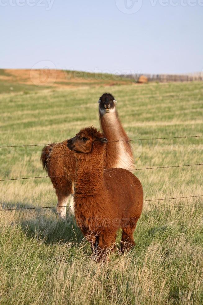 Wütendes Lama auf der Frühlingsweide in Saskatchewan, Kanada foto