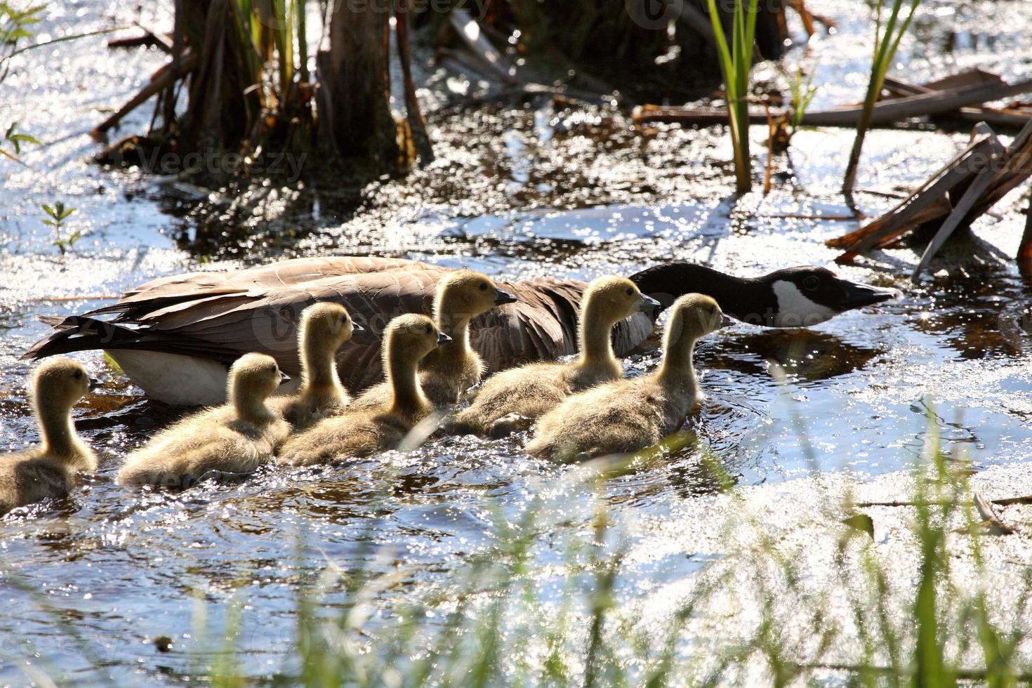 Kanadagänseküken im malerischen Saskatchewan foto