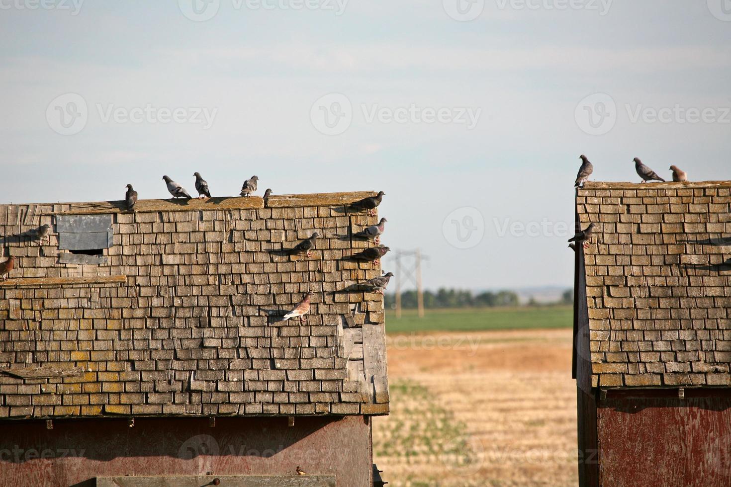 Tauben auf den Dächern alter Getreidespeicher im malerischen Saskatchewan foto