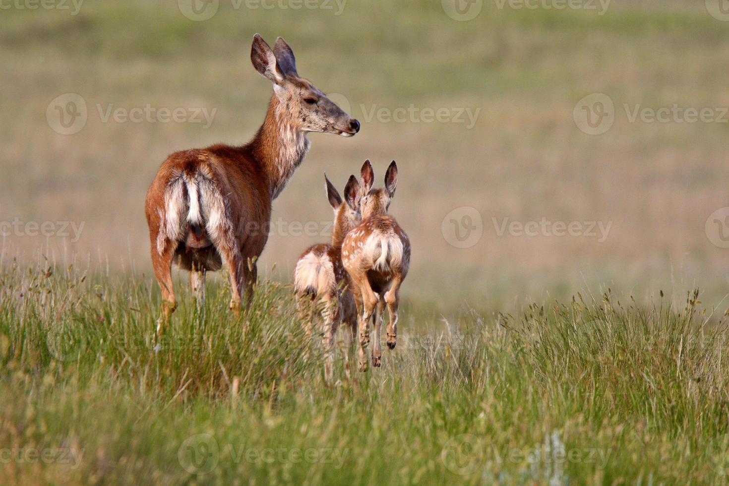 Maultierhirsch mit Kitzen in Saskatchewan foto