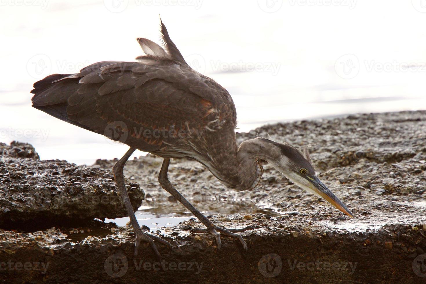 Great Blue Heron auf Felsen am Meer von Prince Rupert foto