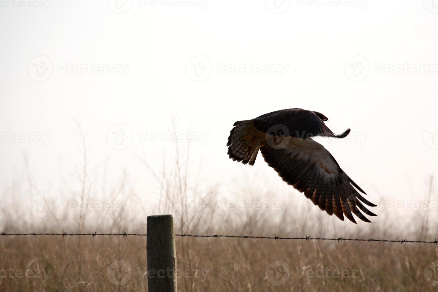 Raubvogel fliegt vom Zaunpfosten in Saskatchewan foto