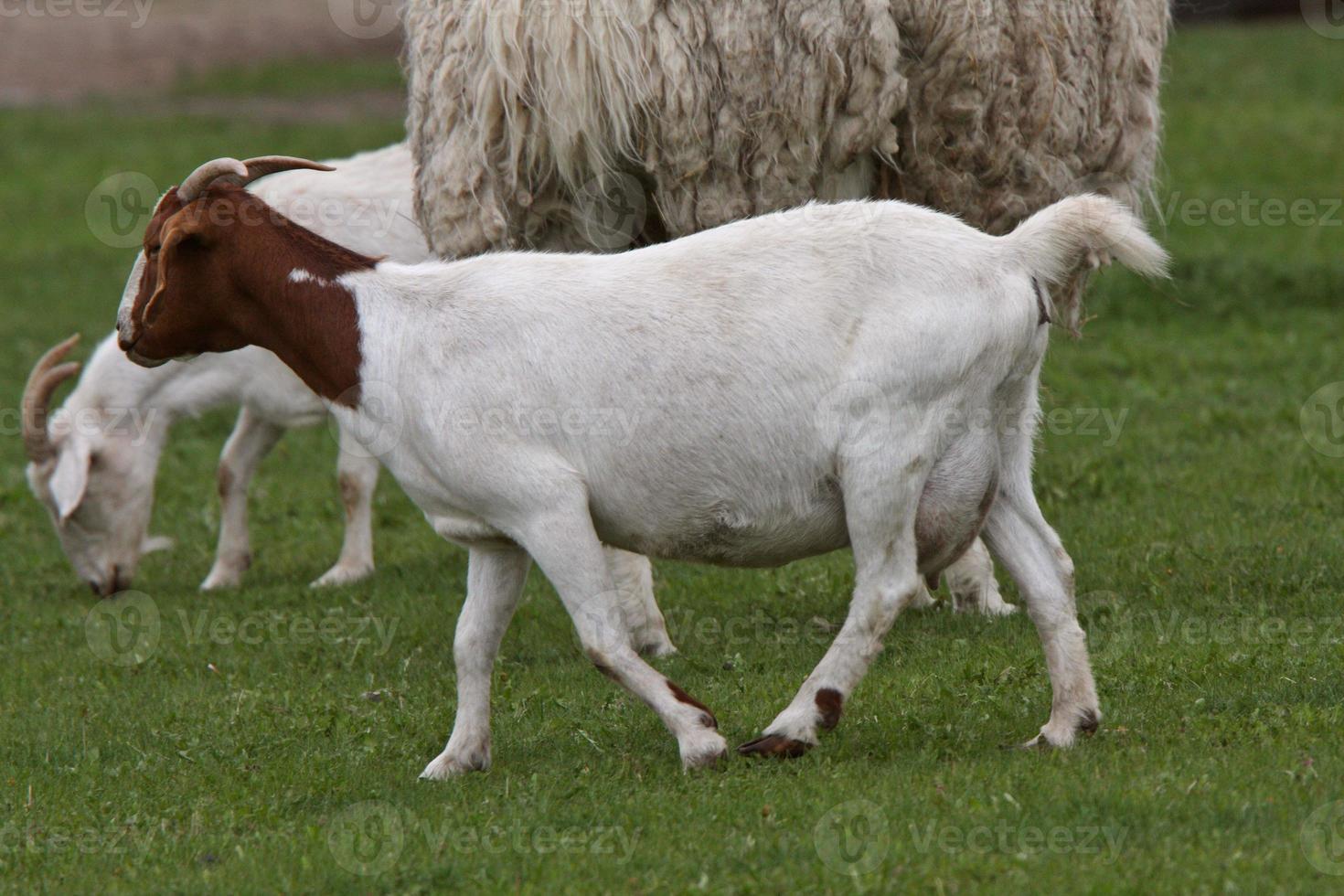 Kindermädchen und Ziegenböcke auf der Weide mit Lamm foto