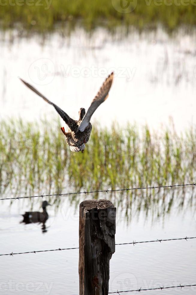 Ente fliegt vom Zaunpfosten in Saskatchewan foto