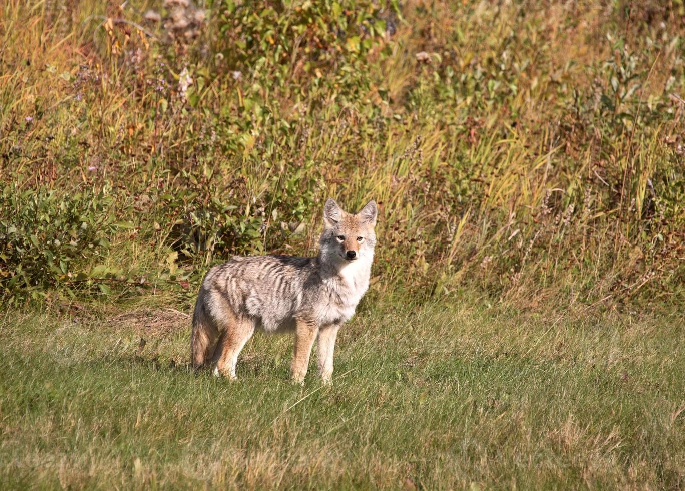 Kojotenwelpe in Alberta foto