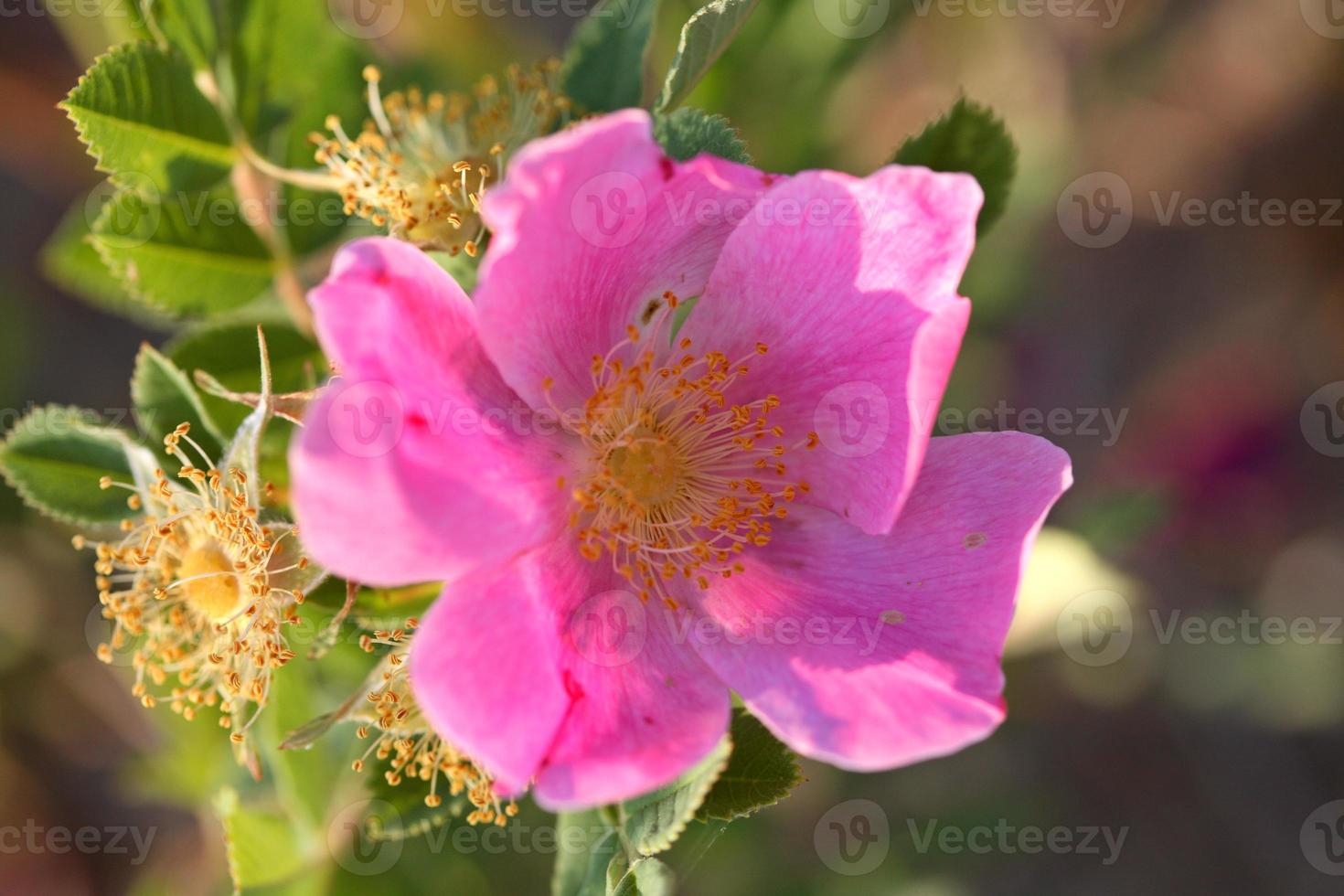 Eine Prärierose im malerischen Saskatchewan foto