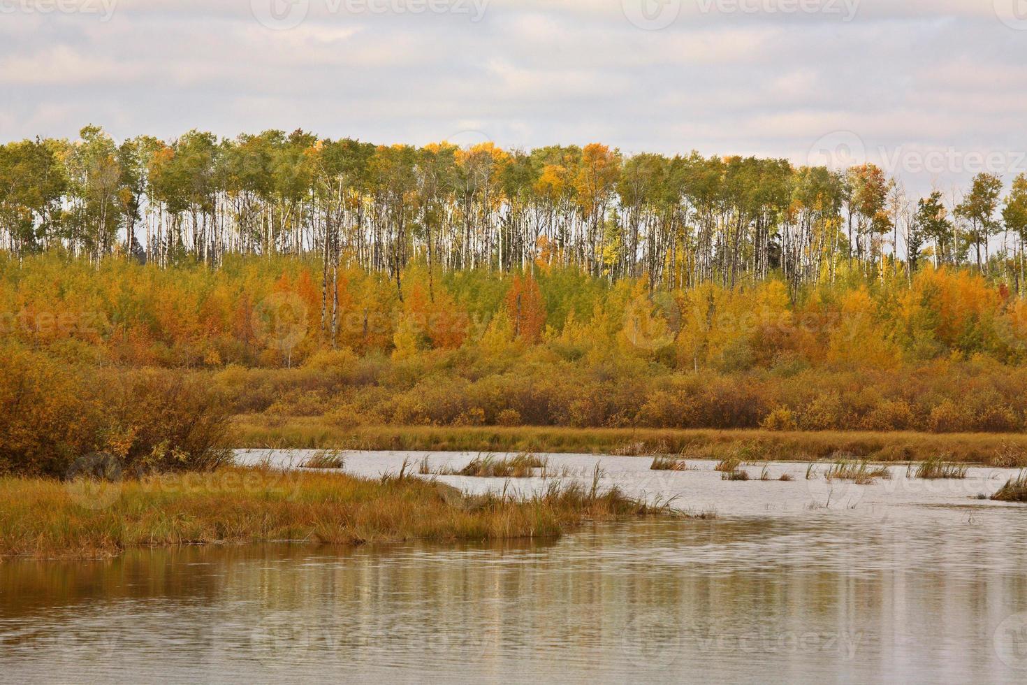 Sumpfgebiete und Espen im Herbst foto