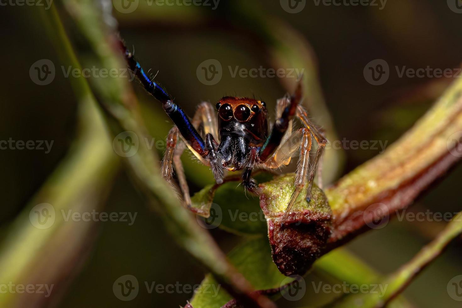 erwachsene männliche springende spinne foto