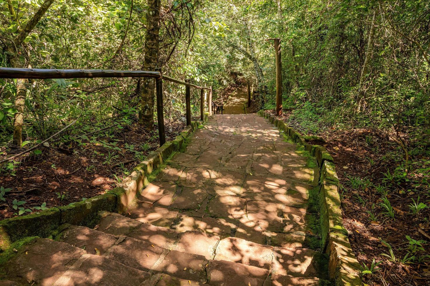 Wanderweg durch einen Wald foto