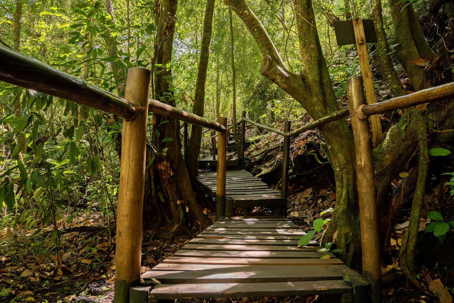 Wanderweg durch einen Wald foto