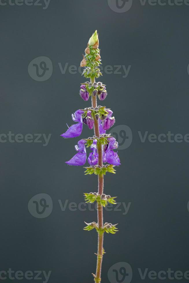 wollige Plectranthus-Pflanze foto