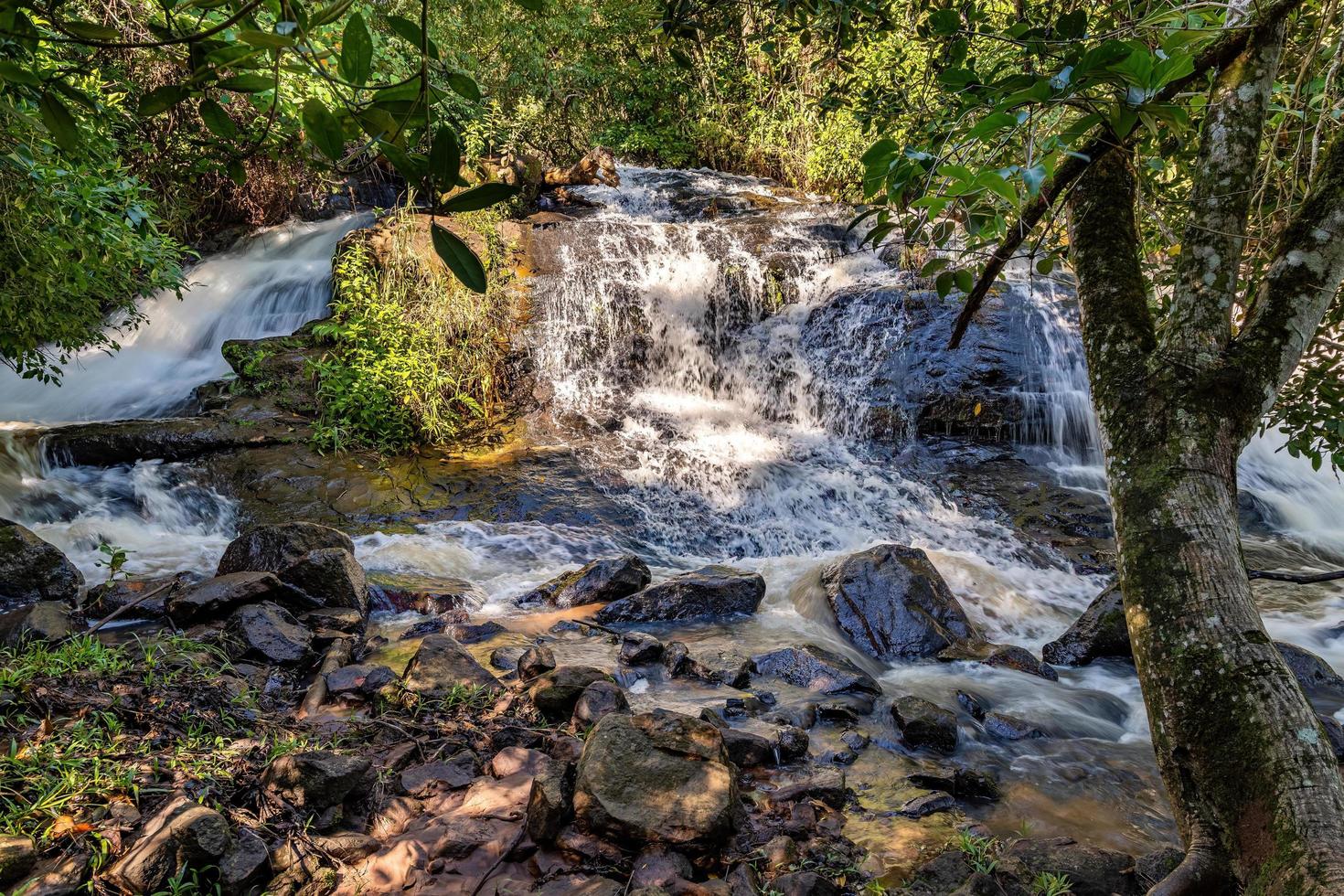 feigenbaum aussichtspunkt des parks salto do sucuriu foto